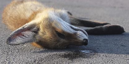 Ein Großteil der Jungfüchse überlebt das erste Lebensjahr nicht.