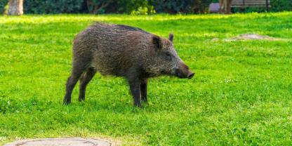 Im Landkreis Harz treiben Wildschweine ihr Unwesen und verwüsten Grünflächen, Gärten und Co., wogegen nun die verstärkte Jagd helfen soll.
