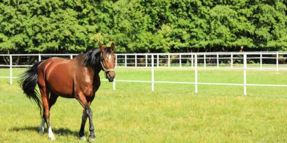 Pferd-Koppel_AdobeStock_296618591