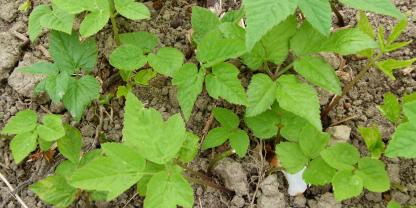 Hat sich Giersch einmal breit gemacht, wird man ihn nur schwer wieder los.