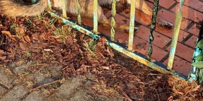 Der tote Wolf an seinem Fundort in der Region Prignitz.