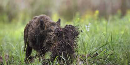 <b>Sauen brechen im Grünland nach tierischem Eiweiß.</b>Auch auf Grünland kann Schwarzwild erhebliche Schäden anrichten.Wildschweine fungieren oftmals als Ökosystemingenieure.