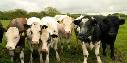 Rinder auf einer Weide in Wales
