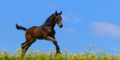Eine Eigentümerin und ein Gestüt haben sich zusammengetan, um aus einem vielversprechenden Nachwuchs einen Sportstar zu machen. Doch dann ist das Pferd gestorben. (Symbolbild)