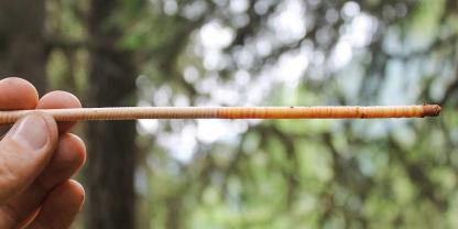 Bohrkerne machen vergangene Wachstumsreaktionen sichtbar.