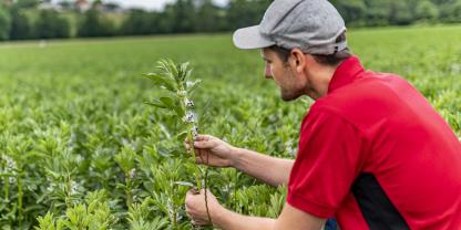 In den Regionen setzen Landwirte auf unterschiedliche Leguminosen.