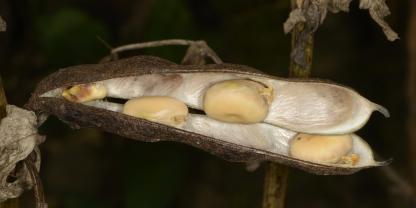 Eine aufgesprungene Ackerbohnenschote an einer Pflanze. 