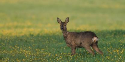 Die Rehwildstrecke für das Jagdjahr 2024/2025 ist niedriger als in den Vorjahren.