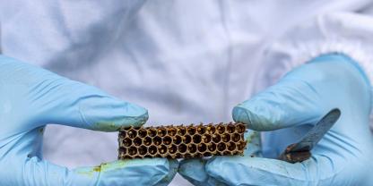 Es geht auch einfach. Für die Eistreifen-Methode braucht es nur zwei Bienenvölker und ein Messer.