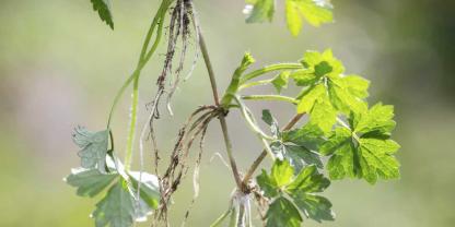 Die Rhizome vom Kriechenden Hahnenfuß sollte man bereits vor Saisonbeginn ausgraben.