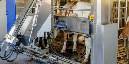 Melkroboter_AdobeStock_219869051