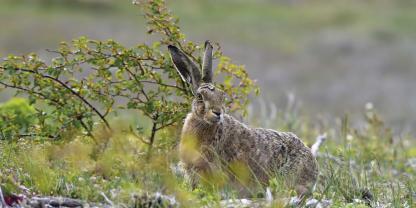Laut aktuellen Zahlen leben in Deutschland 19 Feldhasen pro Quadratkilometer.