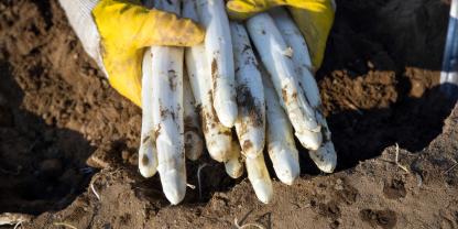 Spargel-AdobeStock_146280240