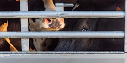 Überladener Rindertransport: Fahrer wegen Verstoß gegen Tierwohl verurteilt (Symbolbild).