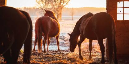 Pferde-Bauernhof-AdobeStock_398437406