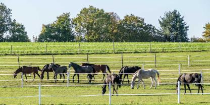 Pferde-Koppel-AdobeStock_296646829