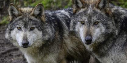 Mit der Entscheidung des Bundesrates können die Bundesländer nun Managmentpläne für die im Land lebenden Wölfe aufstellen.