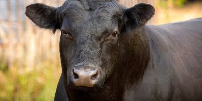 Ein Angus-Zuchtbulle hat in Südaustralien einen neuen Preisrekord erzielt (Symbolbild).