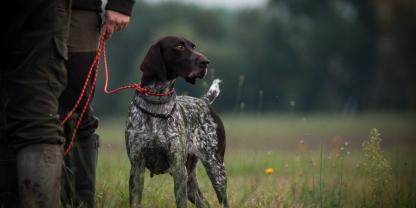 Besonders größere Rassen sind anfällig für eine Magendrehung.