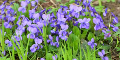 Duftveilchen sind bei Gärtnern, Bienen und in der Blütenküche sehr beliebt.