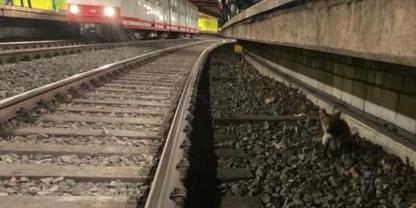 Ein Fuchs sorgte in Dortmund für die Sperrung von verschiedenen Bahnen.