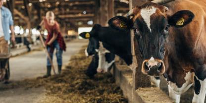 Frau-Milchviehstall_AdobeStock_610734192