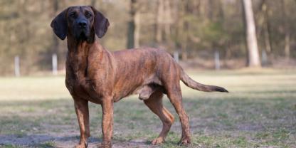Im bayerischen Prackenbach ist ein Jagdhund vermutlich vergiftet worden (Symbolbild).