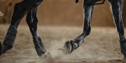 Der optimale Reithallensand muss scherfest, trittfest, elastisch, staubarm und wasserdurchlässig sein, um die Pferdegelenke zu schonen. Im Fall der Klage war dies laut OLG Oldenburg nicht der Fall.