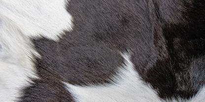 Chronischer Stress bei Milchkühen lässt sich über Cortisol im Haar nachweisen (Symbolbild).