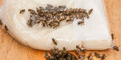 Eine Reizfütterung ist auch mit Futterteig möglich. Diesen immer in Folie einwickeln, dass er nicht austrocknet. Foto: Armin Spürgin