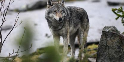 Im Enztal könnte demnächst nach Ansicht von Experten das erste Wolfsrudel im Nordschwarzwald entstehen (Symbolbild).