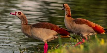 Nilgans am Wasser
