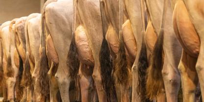 GenMerit möchte die besten internationalen Kuhfamilien verbinden und neue Blutlinien aufbauen.