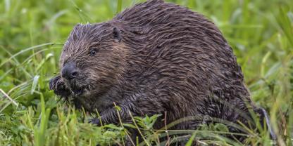Der Biber ist nach EU-Recht streng geschützt und könnte durch die Verunreinigung seines Lebensraums mit Diesel erheblich beeinträchtigt werden.