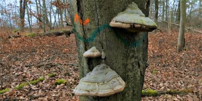 Der Zunderschwamm ist gut zu erkennen und ein Warnhinweis für Waldbesitzer.