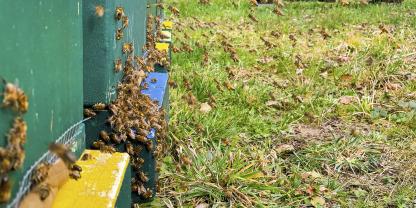 Frühlingserwachen am Bienenstand: Fleißig wird der erste Pollen des Jahres eingetragen.