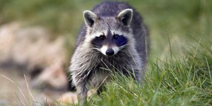 Die Polizei musste in Einbeck einem Waschbären den Fangschuss antragen, nachdem sich das Tier in einer Schlagfalle schwer verletzte (Symbolbild).