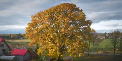 Die „Eiche von Laukiai“ (Quercus robur)