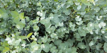 Ein Eukalyptus-Strauch mit runden blaugrünen Blättern