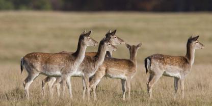 Bei einer Unfallflucht wurde der Zaun eines Wildgeheges beschädigt.