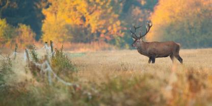 Rotwild beschädigte laut Angaben des Schützen mehrfach Zäune und Siloballen auf seinem Grundstück.