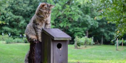 Im Frühjahr fallen viele Jungvögel Katzen zum Opfer.