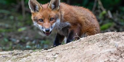 Es gibt Neugikeiten zu der Entnahme zweier Füchse aus einer Schliefenanlage.
