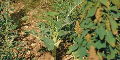 Markstammkohl wird überwiegend in der Landwirtschaft genutzt.