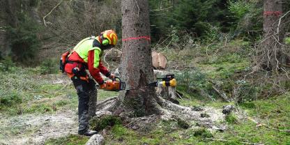Wer Schadholz fällen möchte, muss absolut kompetent sein. Jeder Fehler kann die Gesundheit oder gar das eigene Leben kosten.