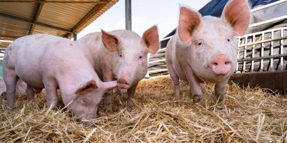 Junge Schweine spielen im Stroh, blicken in die Kamera