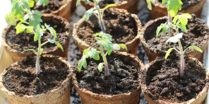 Kleine sattgrüne Tomatenpflanzen in Anzuchttöpfchen