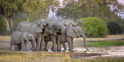 In Botswana treffen Menschen regelmäßig auf Elefanten.