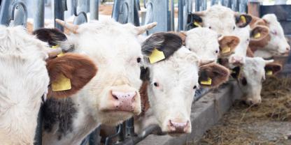 Mastbullen-Bullenmast-AdobeStock_231183398