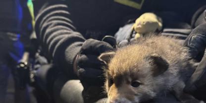 Fuchs-Taschendieb-Berlin